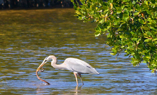 muthurajawela_marsh