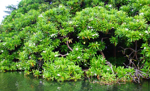 negombo_lagoon